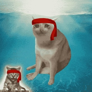 Cash Cat