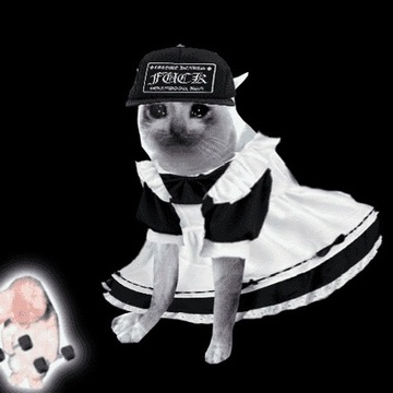 Cash Cat